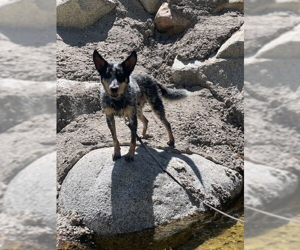 Medium Photo #3 Mutt Puppy For Sale in Salt Lake City, UT, USA