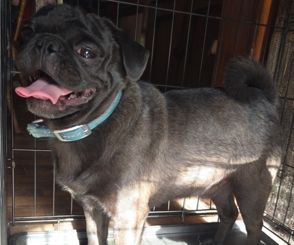Medium Photo #1 Pug Puppy For Sale in HILLSDALE, MI, USA