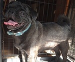 Small Pug