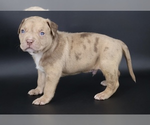 American Bully Puppy for sale in CHAMPAIGN, IL, USA