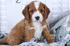 Small Photo #3 Cavapoo Puppy For Sale in EPHRATA, PA, USA