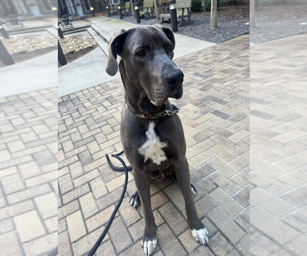 Medium Photo #4 Great Dane Puppy For Sale in Bullard, TX, USA