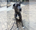 Small #3 Great Dane