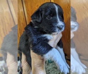 F2 Aussiedoodle Puppy for sale in ONAWAY, MI, USA