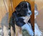 Small F2 Aussiedoodle