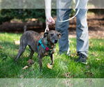 Small #10 Feist Terrier Mix