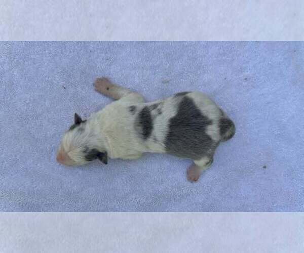 Medium Photo #1 Border Collie Puppy For Sale in MOSIER, OR, USA