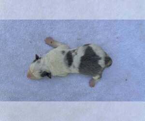 Medium Border Collie