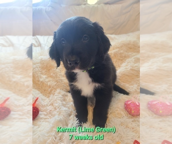 Medium Photo #2 Australian Retriever Puppy For Sale in DAYTON, OH, USA