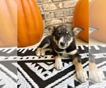 Puppy Delilah Australian Cattle Dog-Border Collie Mix