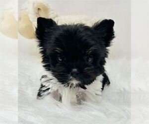Yorkshire Terrier Puppy for sale in WEST PALM BEACH, FL, USA