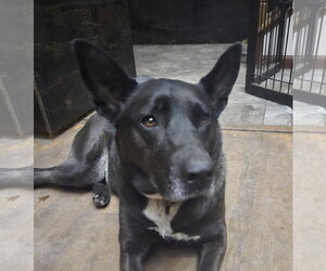 Lily Bloom - Female Mutt Dog for Adoption - Photo #4
