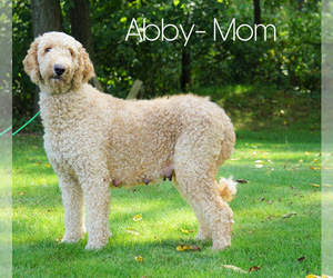Mother of the Goldendoodle-Poodle (Miniature) Mix puppies born on 02/15/2021