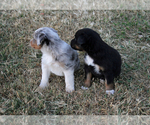 Small Photo #13 Australian Shepherd Puppy For Sale in LASCASSAS, TN, USA