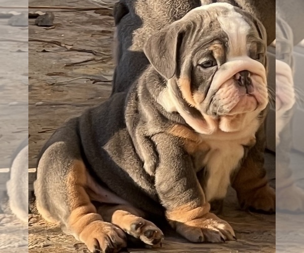 Medium Photo #3 Bulldog Puppy For Sale in ELK GROVE, CA, USA