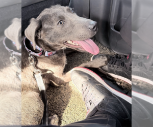 Scottie - Male Labmaraner Dog for Adoption - Photo #4