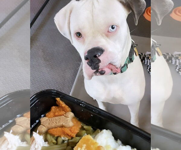 Medium Photo #2 Boxer Puppy For Sale in Dumont, NJ, USA