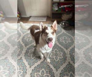 Siberian Husky-Unknown Mix Dogs for adoption in San Leon, TX, USA