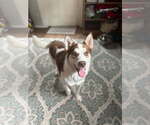 Small Siberian Husky Mix