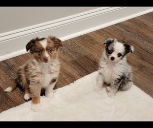 Miniature Australian Shepherd Puppy for sale in BRUNSWICK, GA, USA