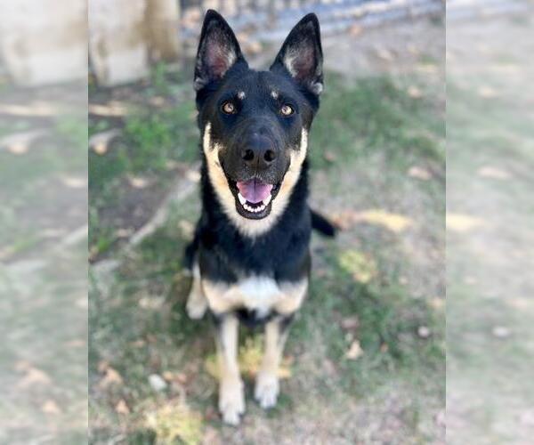 Medium Photo #1 German Shepherd Dog-Unknown Mix Puppy For Sale in Riverside, CA, USA