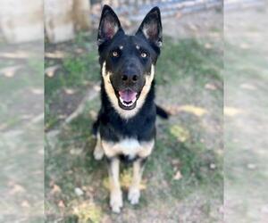 German Shepherd Dog-Unknown Mix Dogs for adoption in Riverside, CA, USA