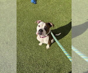 American Pit Bull Terrier-Unknown Mix Dogs for adoption in Derwood, MD, USA