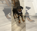 Small #12 Doberman Pinscher