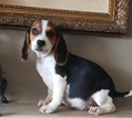 Small Photo #23 Beagle Puppy For Sale in EL CAJON, CA, USA