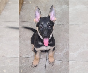 German Shepherd Dog Puppy for sale in WARREN, MA, USA