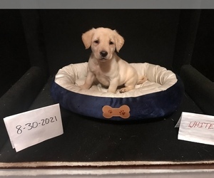 Labrador Retriever Puppy for sale in NEW MADISON, OH, USA
