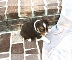 Small Photo #4 Australian Shepherd Puppy For Sale in CHARLESTOWN, IN, USA
