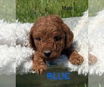 Puppy Curly Dark 2 Goldendoodle (Miniature)