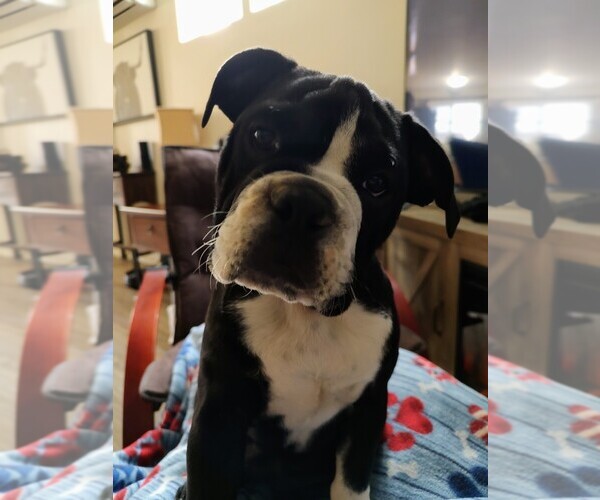 Medium Photo #4 English Bulldog Puppy For Sale in LA PINE, OR, USA