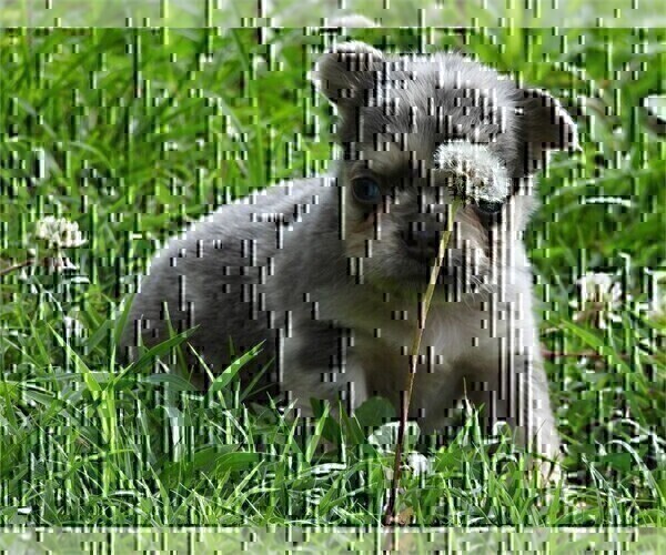 Medium Photo #8 French Bulldog Puppy For Sale in WEST PALM BEACH, FL, USA