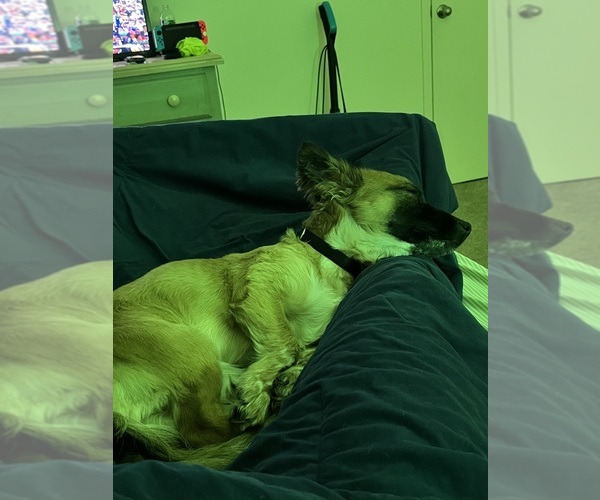 Medium Photo #2 Australian Shepherd-Chihuahua Mix Puppy For Sale in UTICA, MI, USA