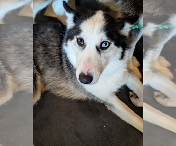 Medium Photo #4 Siberian Husky Puppy For Sale in Holly Springs, NC, USA