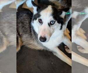 Ginger (Husky) - Female Siberian Husky Dog for Adoption - Photo #4