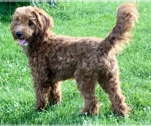Mother of the Cavalier King Charles Spaniel-Goldendoodle Mix puppies born on 06/18/2023
