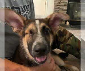 Leela - Female German Shepherd Dog Dog for Adoption - Photo #6