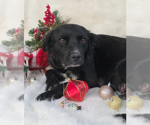 Medium Photo #1 Mutt Puppy For Sale in Brooklyn, NY, USA