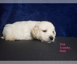 Small Photo #14 Golden Retriever Puppy For Sale in ROMULUS, MI, USA
