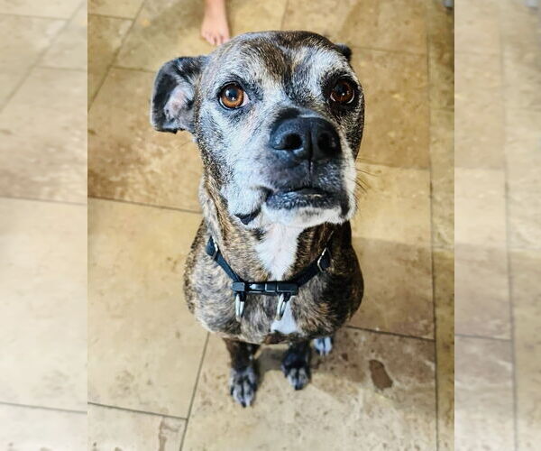 Medium Photo #6 Boxer-Unknown Mix Puppy For Sale in Germantown, OH, USA