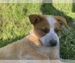 Puppy 0 Australian Cattle Dog