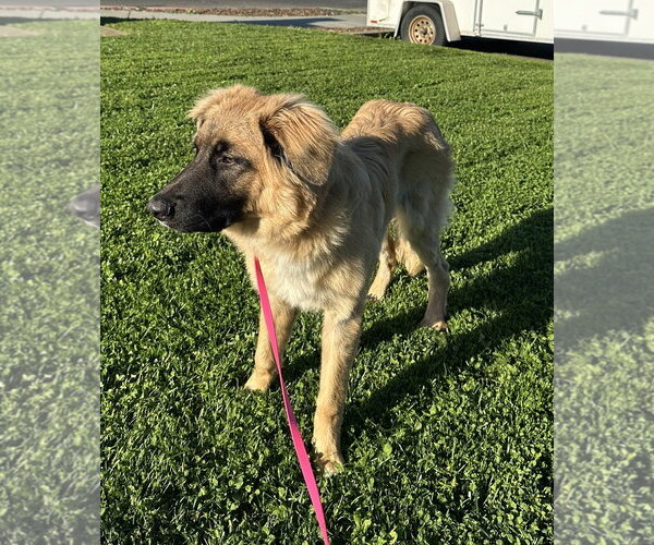 Medium Photo #1 German Shepherd Dog Puppy For Sale in Petaluma, CA, USA