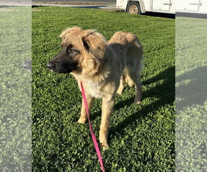 German Shepherd Dog Dogs for adoption in Petaluma, CA, USA