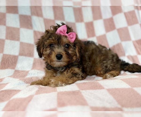 Medium Photo #9 YorkiePoo Puppy For Sale in LAKELAND, FL, USA