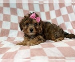 Small #8 YorkiePoo