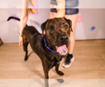 Small #2 Labrador Retriever Mix
