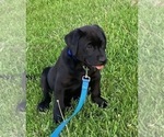 Small #1 Labrador Retriever